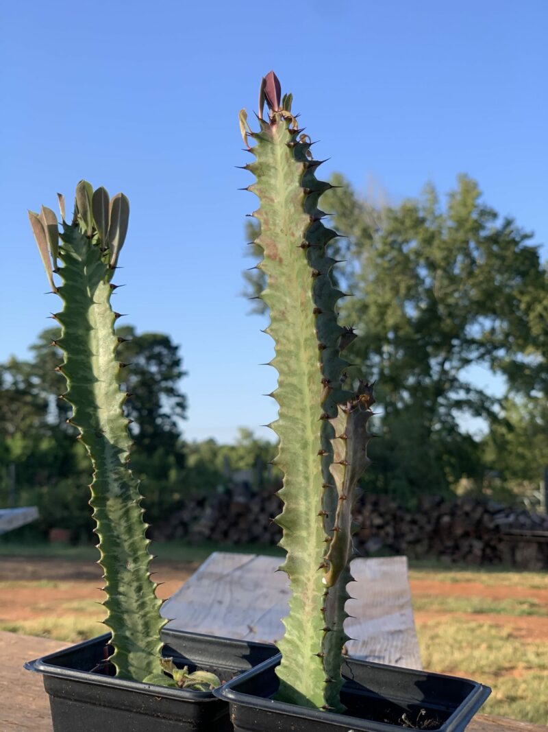 Euphorbia Trigona Rubra - Image 5