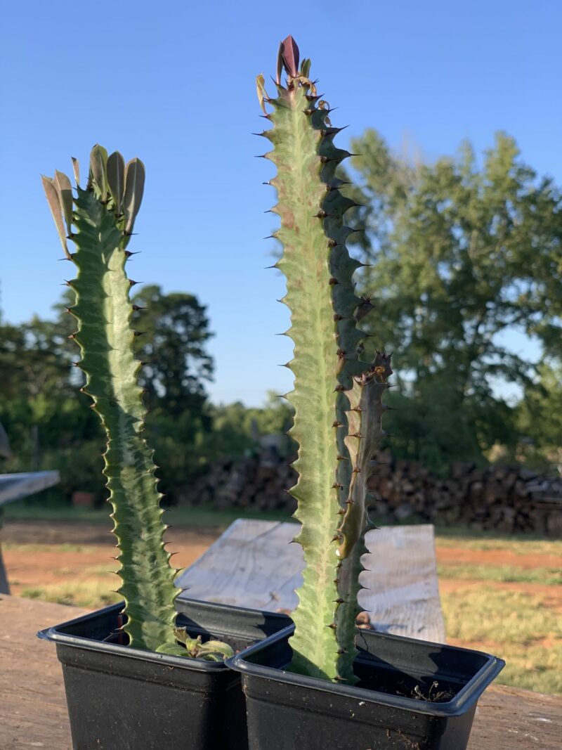 Euphorbia Trigona Rubra - Image 6