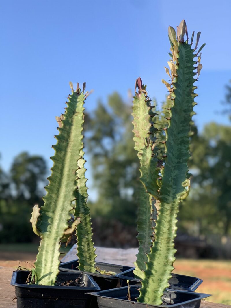 Euphorbia Trigona Rubra