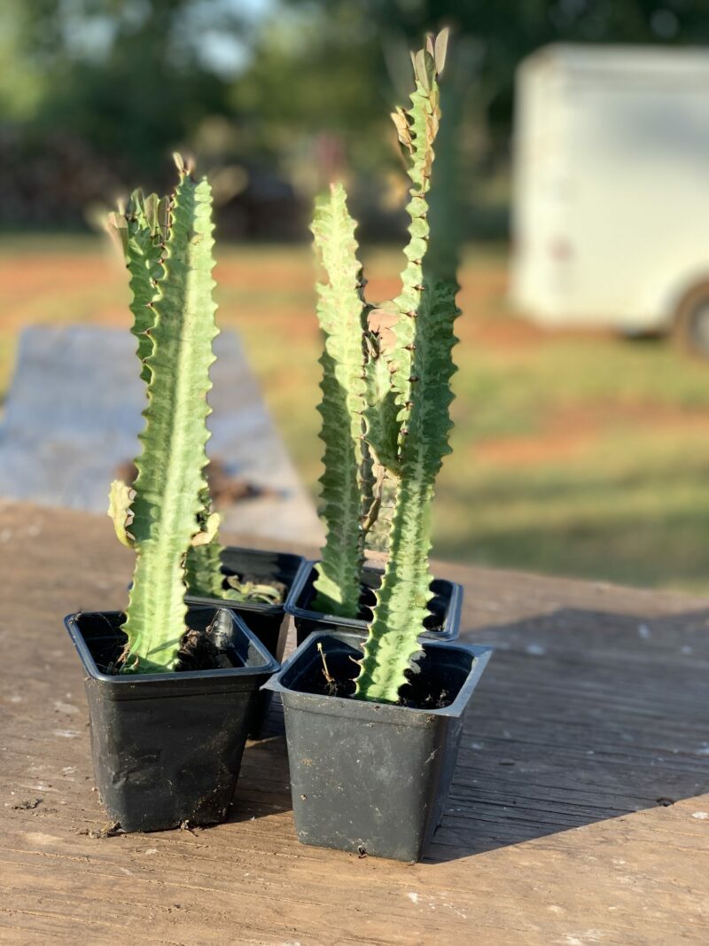 Euphorbia Trigona Rubra - Image 2