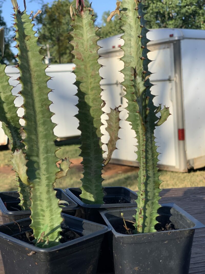 Euphorbia Trigona Rubra - Image 4