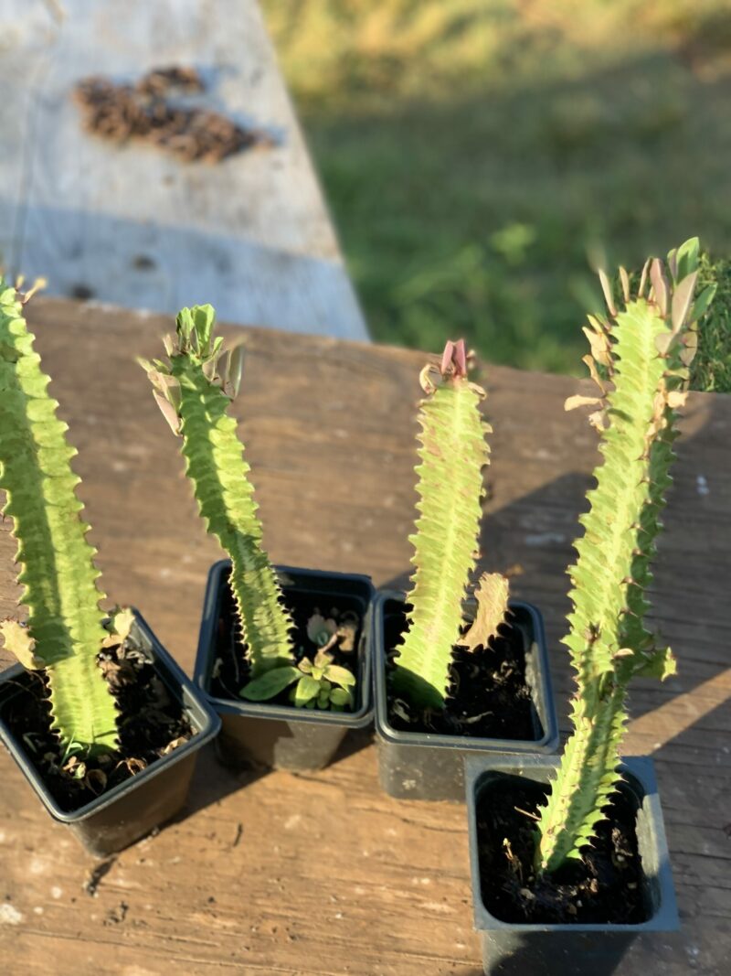 Euphorbia Trigona Rubra - Image 3