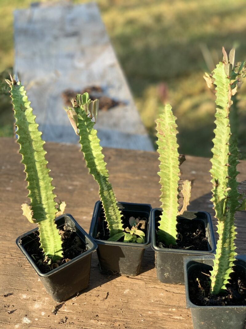 Euphorbia Trigona Rubra - Image 7