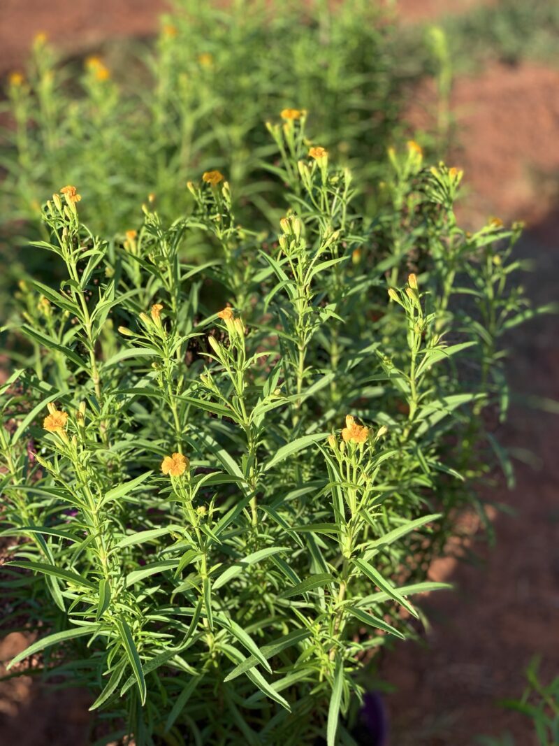 Tagetes lucida/ Yerbaniz - Image 6