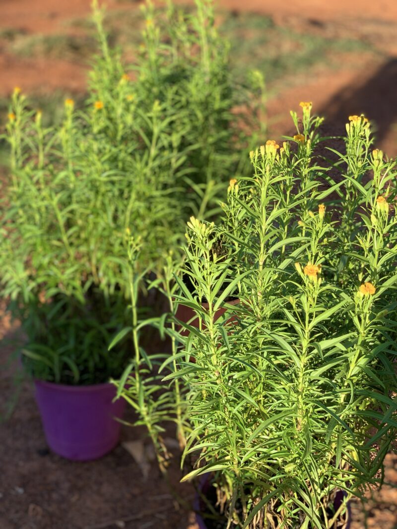 Tagetes lucida/ Yerbaniz - Image 5