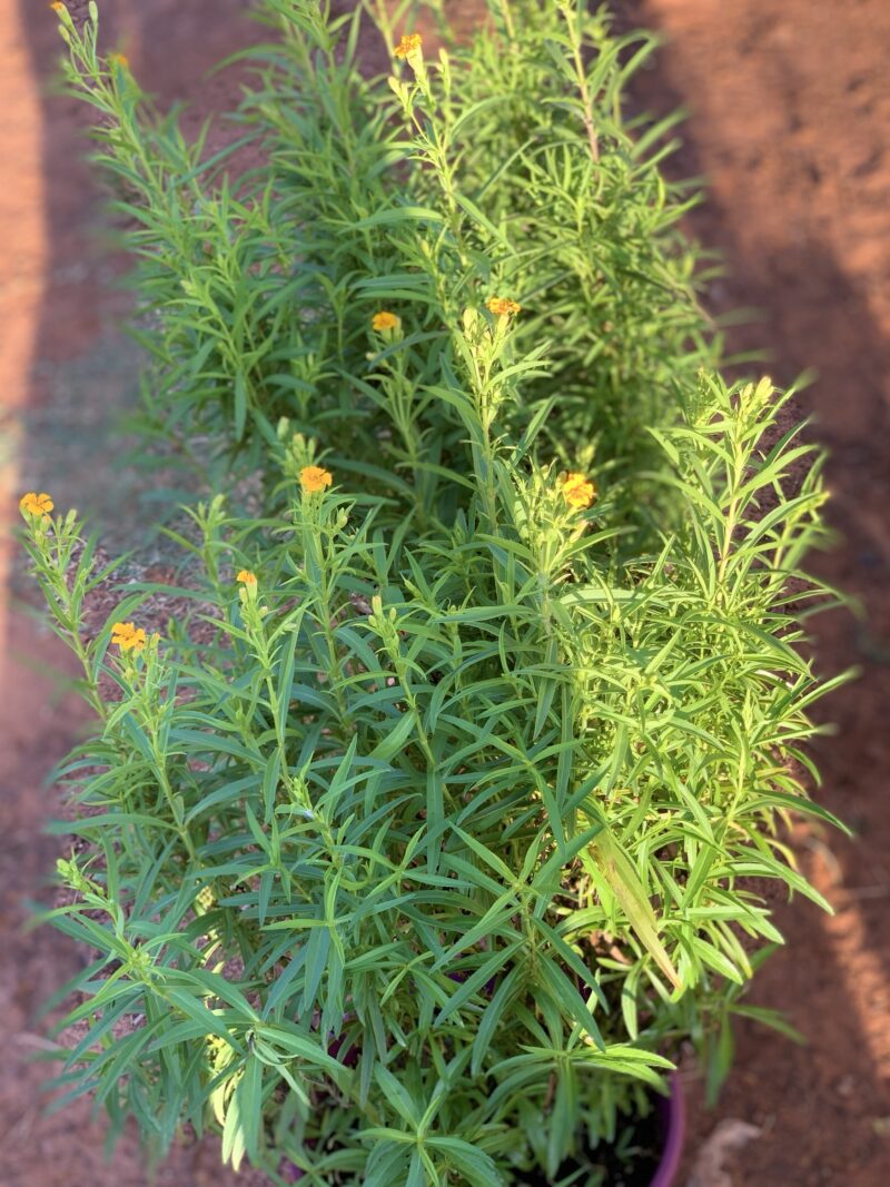 Tagetes lucida/ Yerbaniz - Image 3