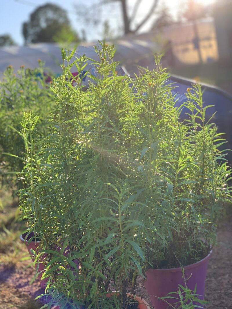 Tagetes lucida/ Yerbaniz - Image 4