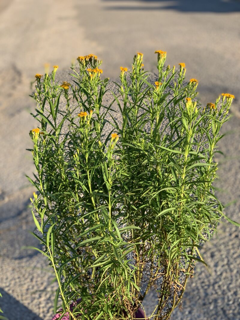 Tagetes lucida/ Yerbaniz - Image 7