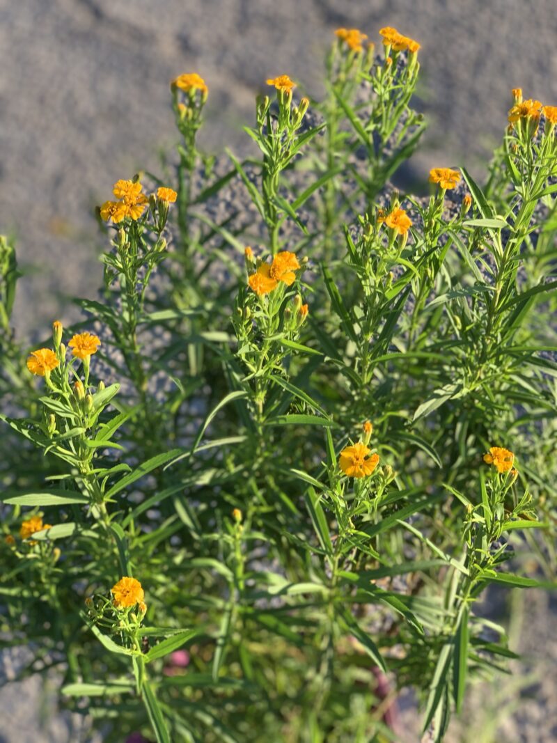 Tagetes lucida/ Yerbaniz