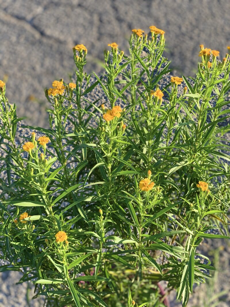 Tagetes lucida/ Yerbaniz - Image 2