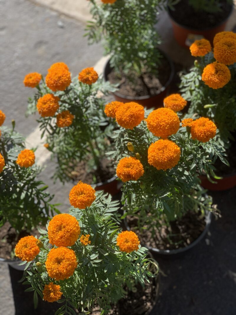 Marigold - Image 3