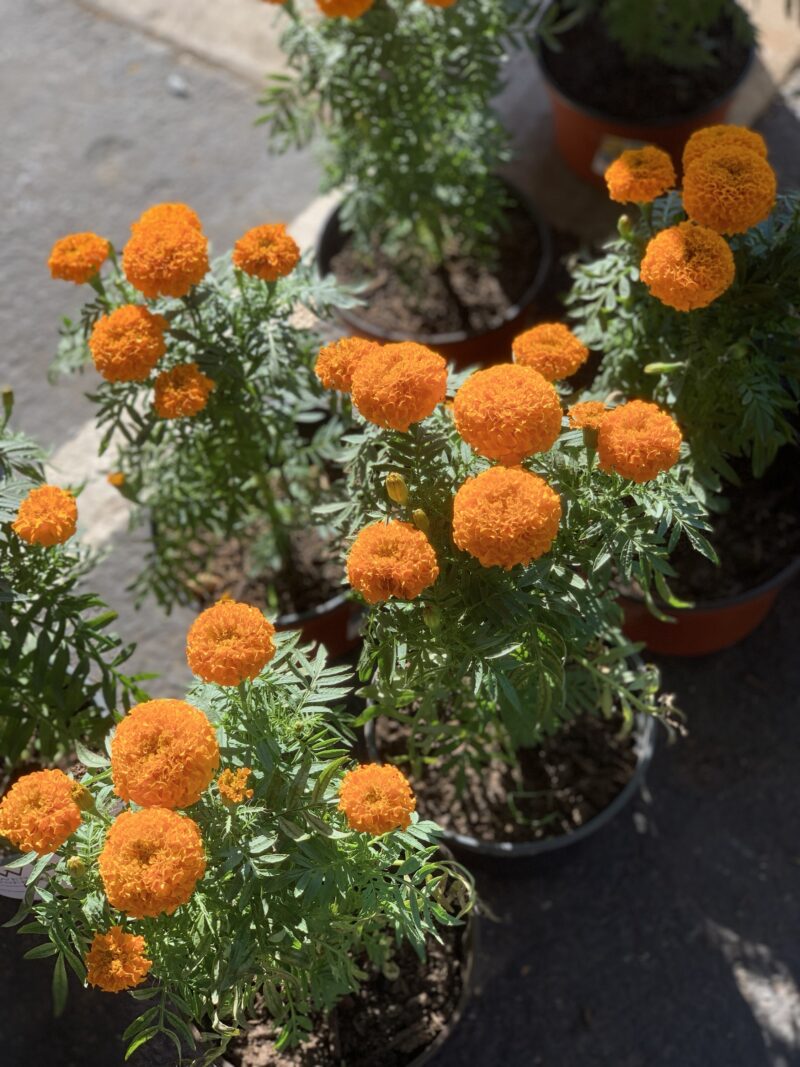 Marigold - Image 6