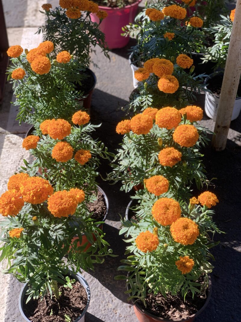 Marigold - Image 2