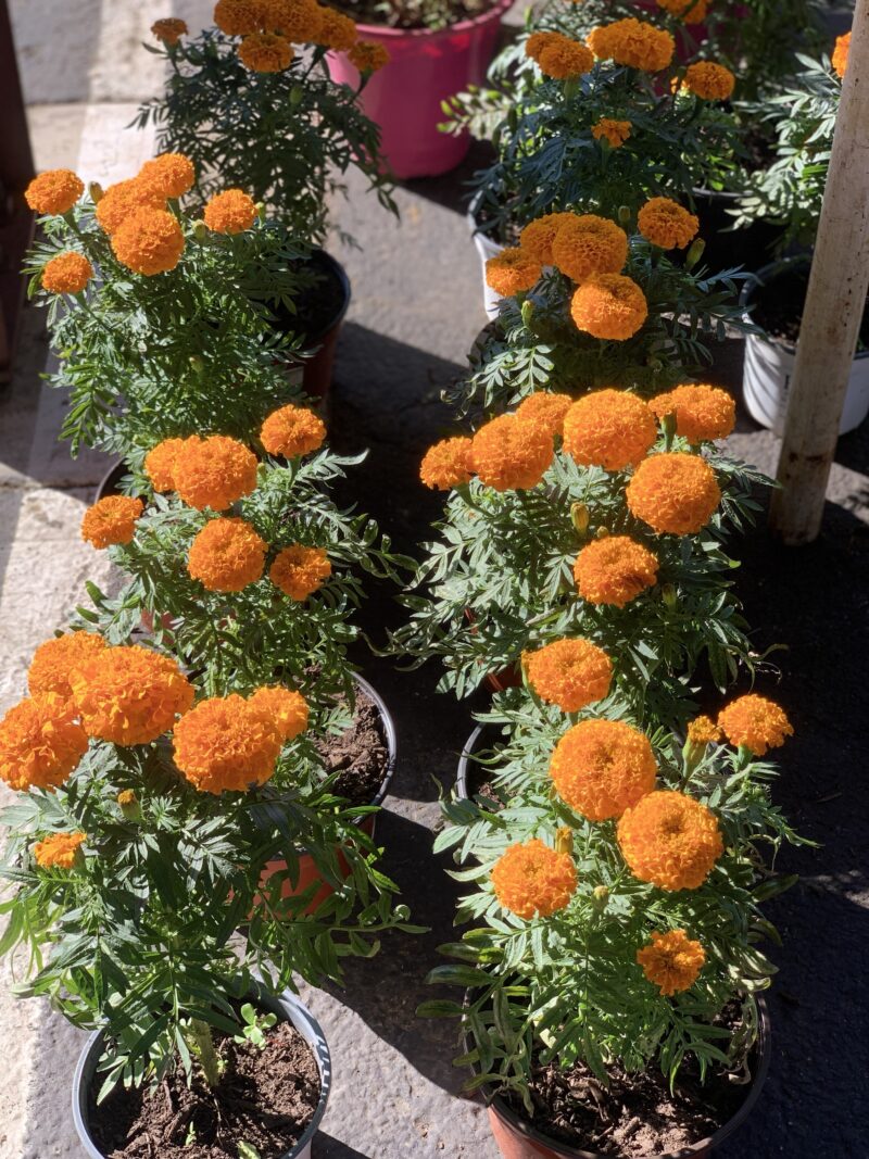 Marigold - Image 7